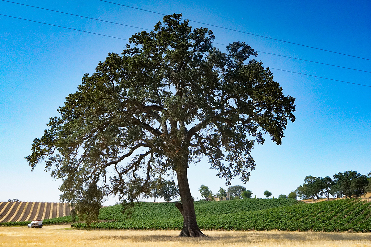 A tree outside Atascadero CA