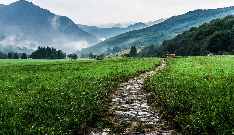 A cobblestone path through a meadow