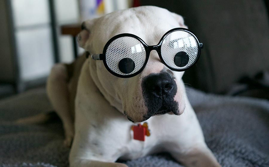A dog wears sunglasses